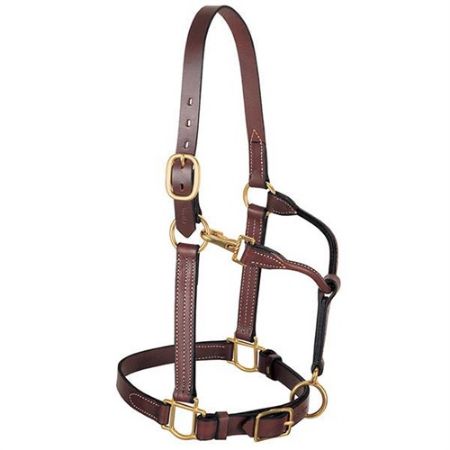 Picture for category Leather Halters & Leads