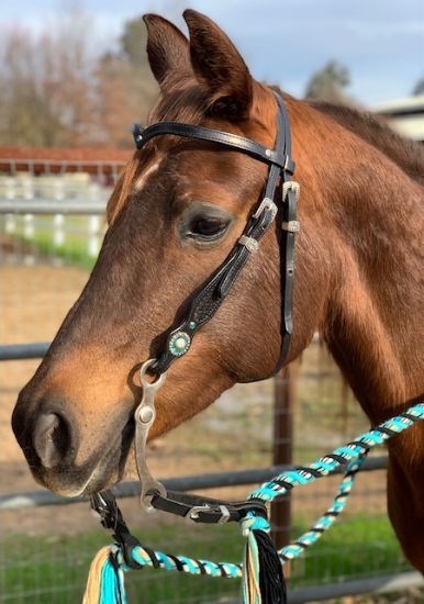 Picture of Bridle/Reins/Bit/Slobber Strap Combo 