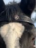 Picture of Bridle/Reins/Bit/Slobber Strap Combo